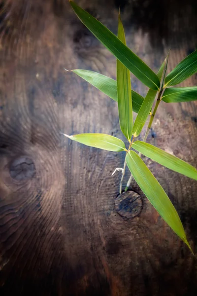 Bambu blad — Stockfoto