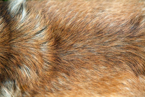 Golden dog fur — Stock Photo, Image