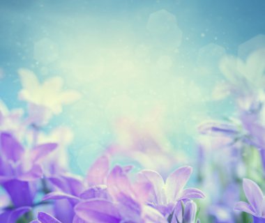 Campanula floral background clipart