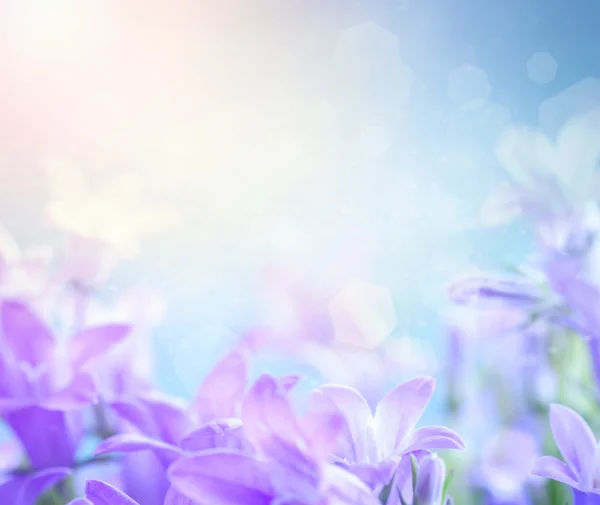 Campanula fondo floral — Foto de Stock