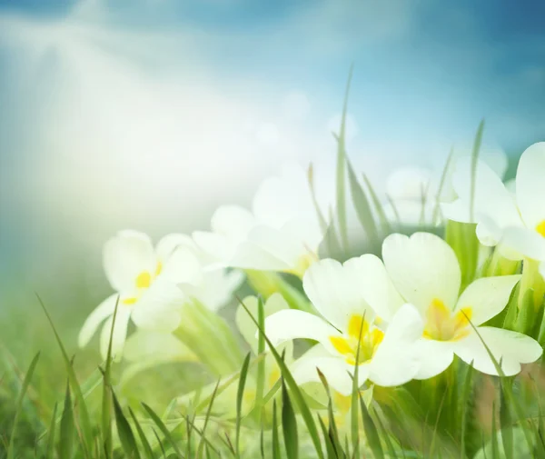 Färska primrose blommor på våren ängen — Stockfoto