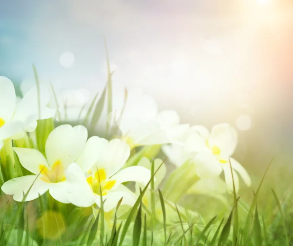 Färska primrose blommor på våren ängen — Stockfoto