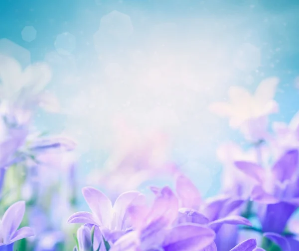 カンパニュラメジウム切り花の受粉花の背景 — ストック写真