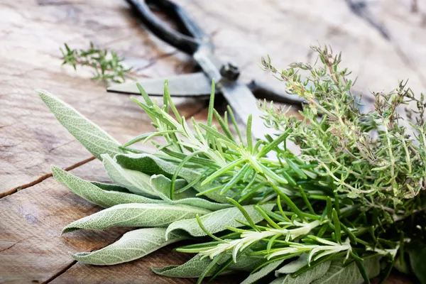 Freshly harvested herbs — Stock Photo, Image