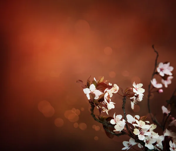 Třešňové květy pozadí — Stock fotografie