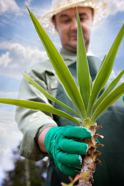 stock image Spring gardening