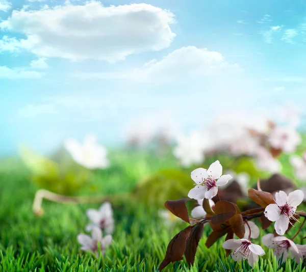 Beautiful floral spring background — Stock Photo, Image