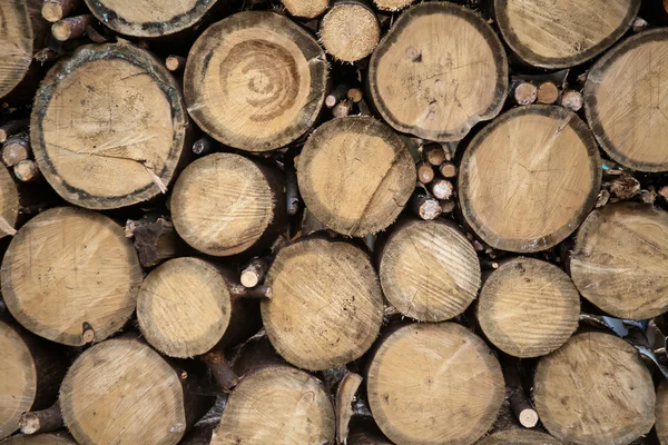 stock image Cross section of the timber for the background.