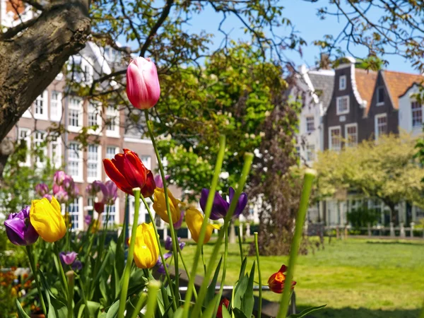 Tulipanes en la Corte Begijnhof en Amsterdam — Foto de Stock