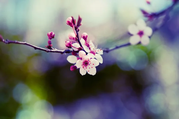 Stock image Almond Tree Flower