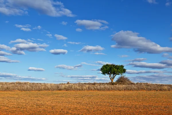 Árvore solitária em um prado seco — Fotografia de Stock