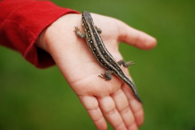 Lizard in hand clipart