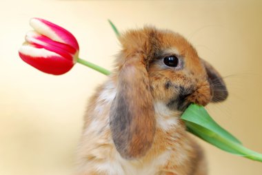 schattige kleine konijn met tulpen