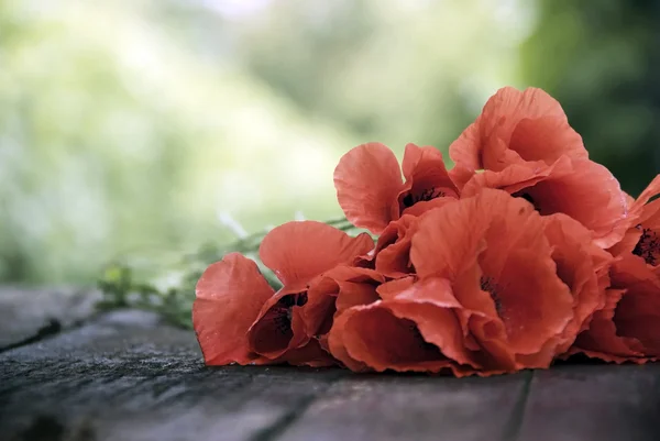 Masanın üzerine kırmızı çiçek — Stok fotoğraf