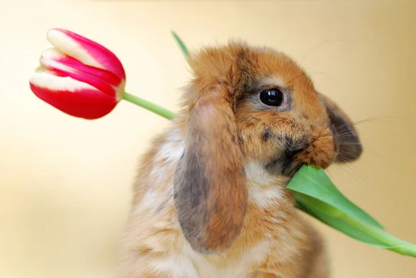 Ładny mały królik z tulipany — Zdjęcie stockowe