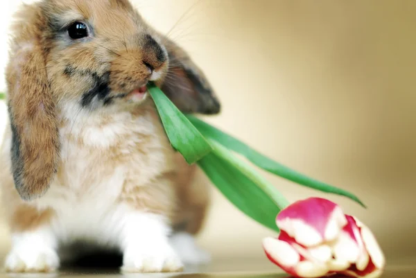 Schattige kleine konijn met tulpen — Stok fotoğraf
