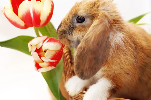 Coelhinho bonito com tulipas — Fotografia de Stock