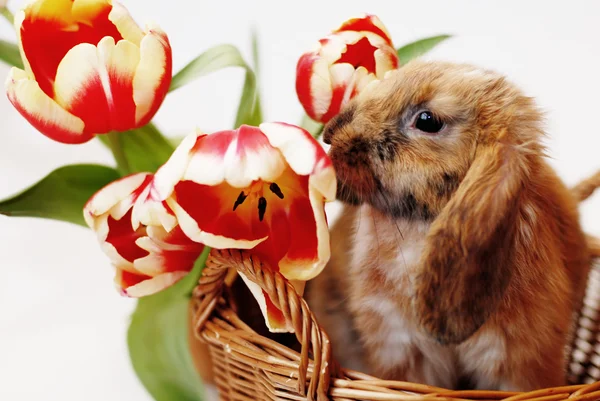 Милый кролик с тюльпанами — стоковое фото