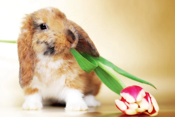 Roztomilý malý králík s tulipány Royalty Free Stock Obrázky