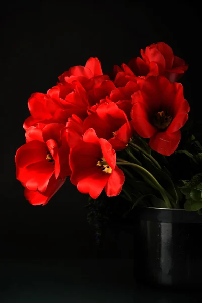 Rode bloemen op zwart backround — Stockfoto