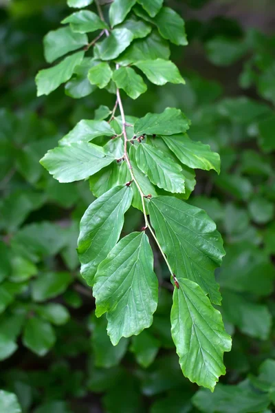 Branch of a Persian Ironwood (lat. Parrotia persica) — Stock Photo, Image