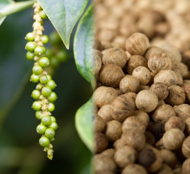 Collage of unripe pepper fruit (lat. Piper nigrum), and ripe pepper clipart