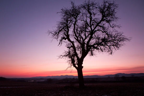 Árvore única após o pôr do sol com céu violeta, Pfalz, Alemanha — Fotografia de Stock