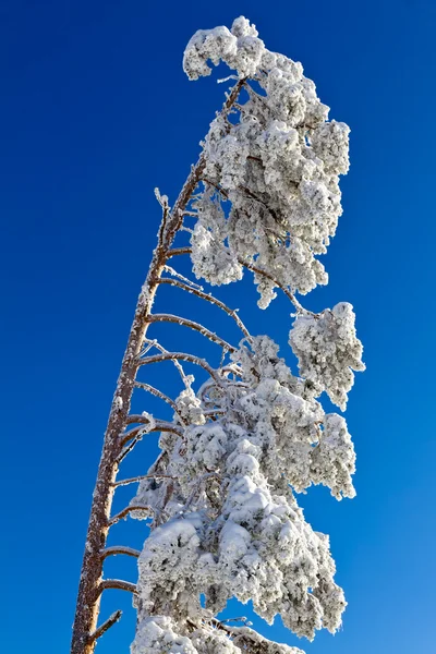 Abete ricoperto di neve nella Foresta Nera, Kaltenbronn, Germania — Foto Stock
