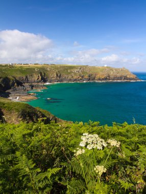 kıyı şeridi kertenkele, cornwall, İngiltere