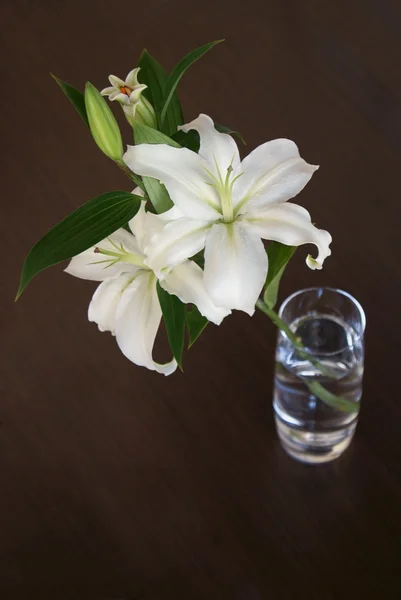 Fehér liliom Stock Kép