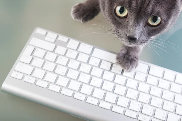 Кішка, що друкує на клавіатурі — стокове фото