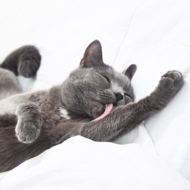 Cat on the bed clipart