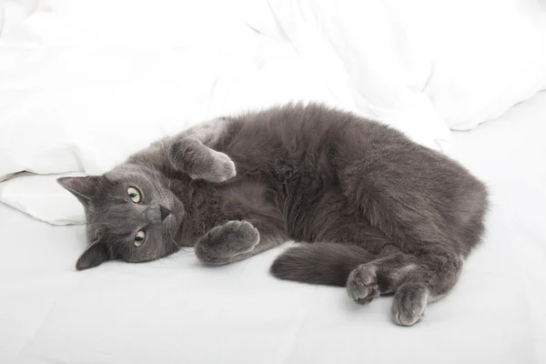 Gato en la cama — Foto de Stock