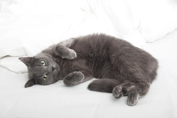 Katze auf dem Bett — Stockfoto