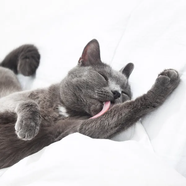 Kočka na posteli Stock Snímky