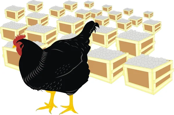 Tavuk ve yumurta — Stok Vektör