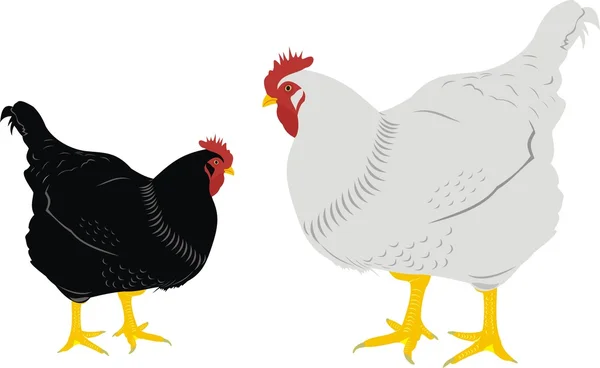 Zwei Hühner — Stockvektor