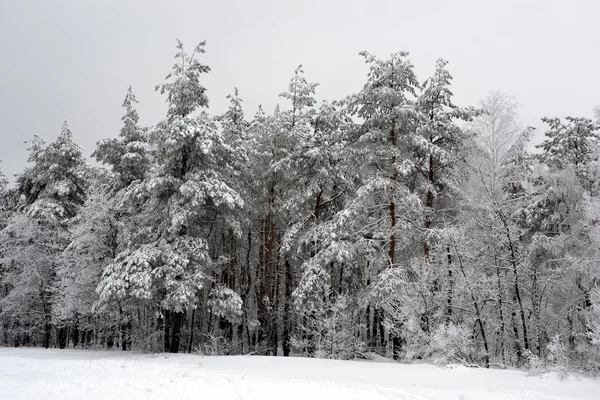 Bomen in sneeuw — Stockfoto