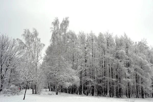 Winter wood — Stock Photo, Image