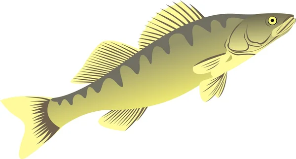 The big pike perch — Stock Vector
