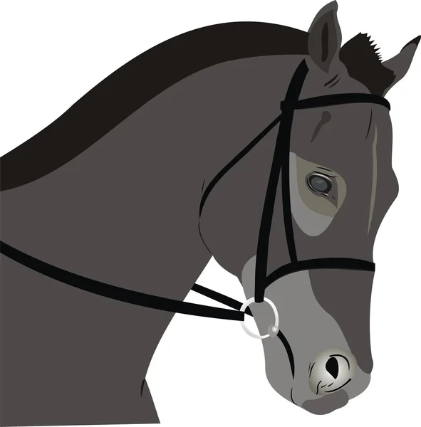 Cabeça de um cavalo —  Vetores de Stock