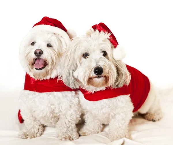 Dos perros lindos en trajes de santa — Foto de Stock