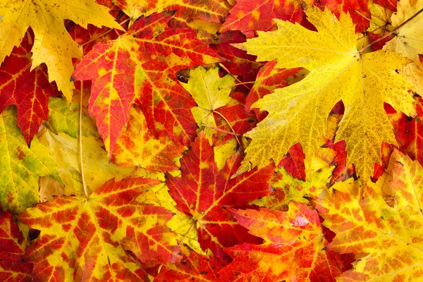 Podzim javor listy pozadí — Stock fotografie