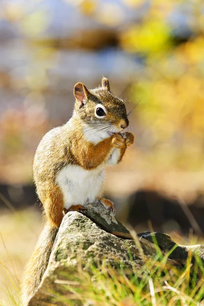 Esquilo vermelho bonito comendo noz — Fotografia de Stock