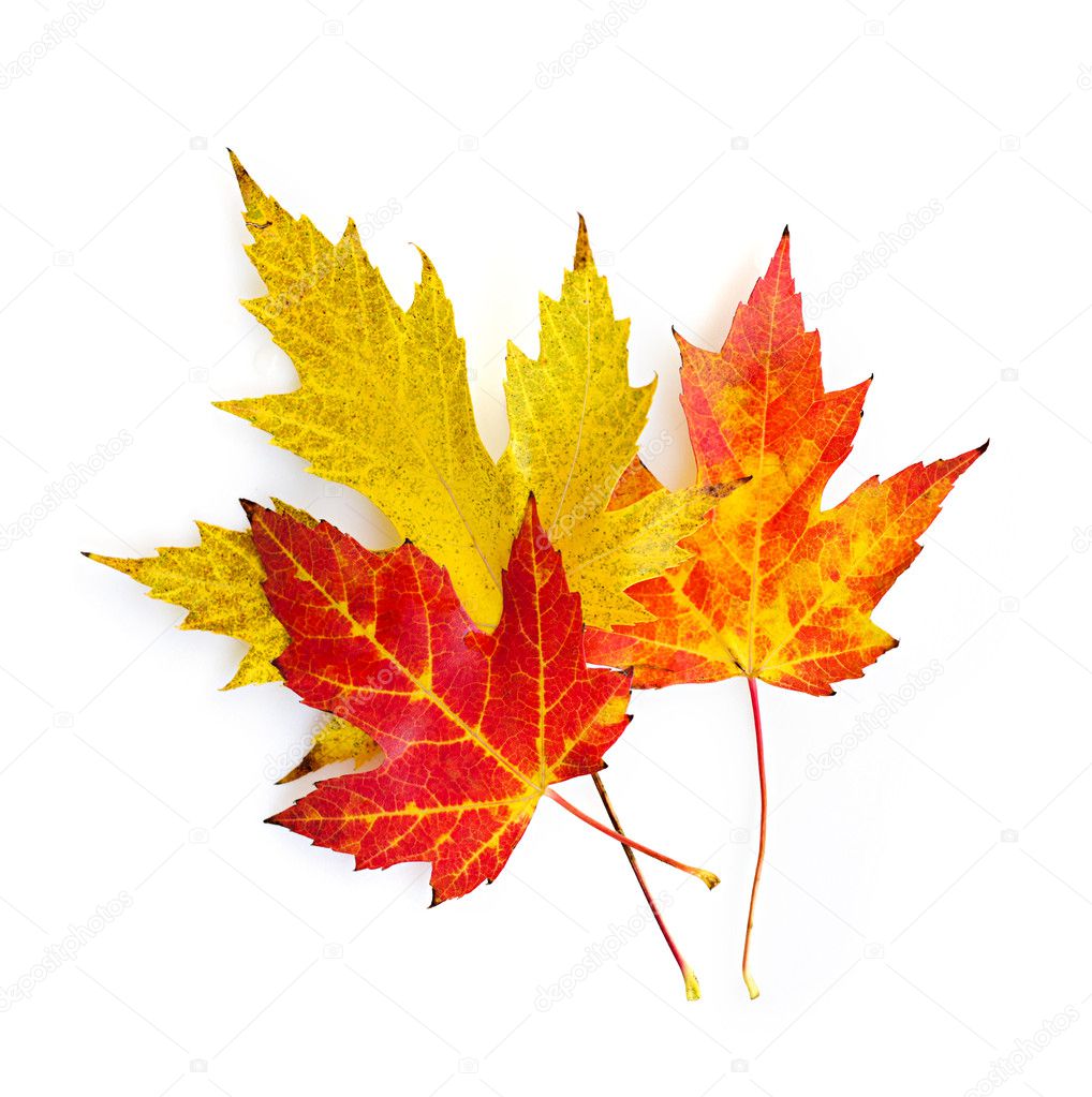 Fall maple leaves on white
