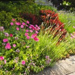 Casa rural sueños en floración exuberante jardín natural — Foto de