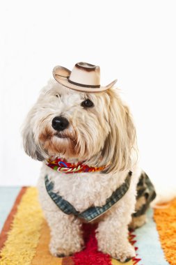 leuke hond in cowboy kostuum