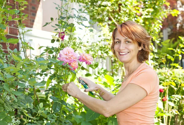 Ženy prořezávání růže bush — Stock fotografie