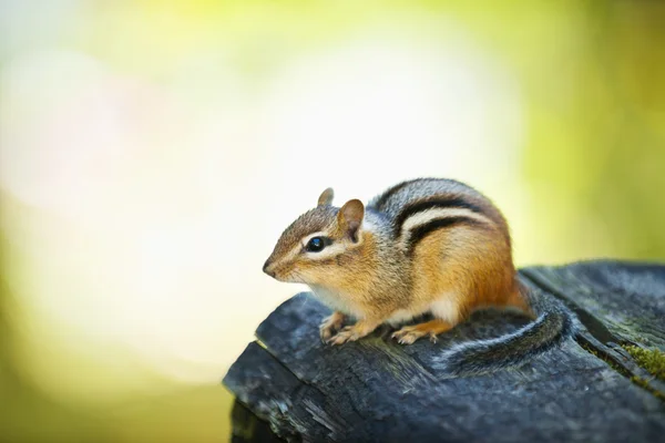 Cute chipmunk on log — Stock Photo, Image
