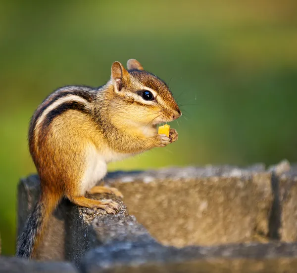 Wild chipmunk eating nut — Stock Photo, Image